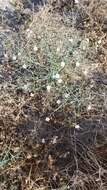 Sivun Stephanomeria exigua subsp. coronaria (Greene) Gottlieb kuva