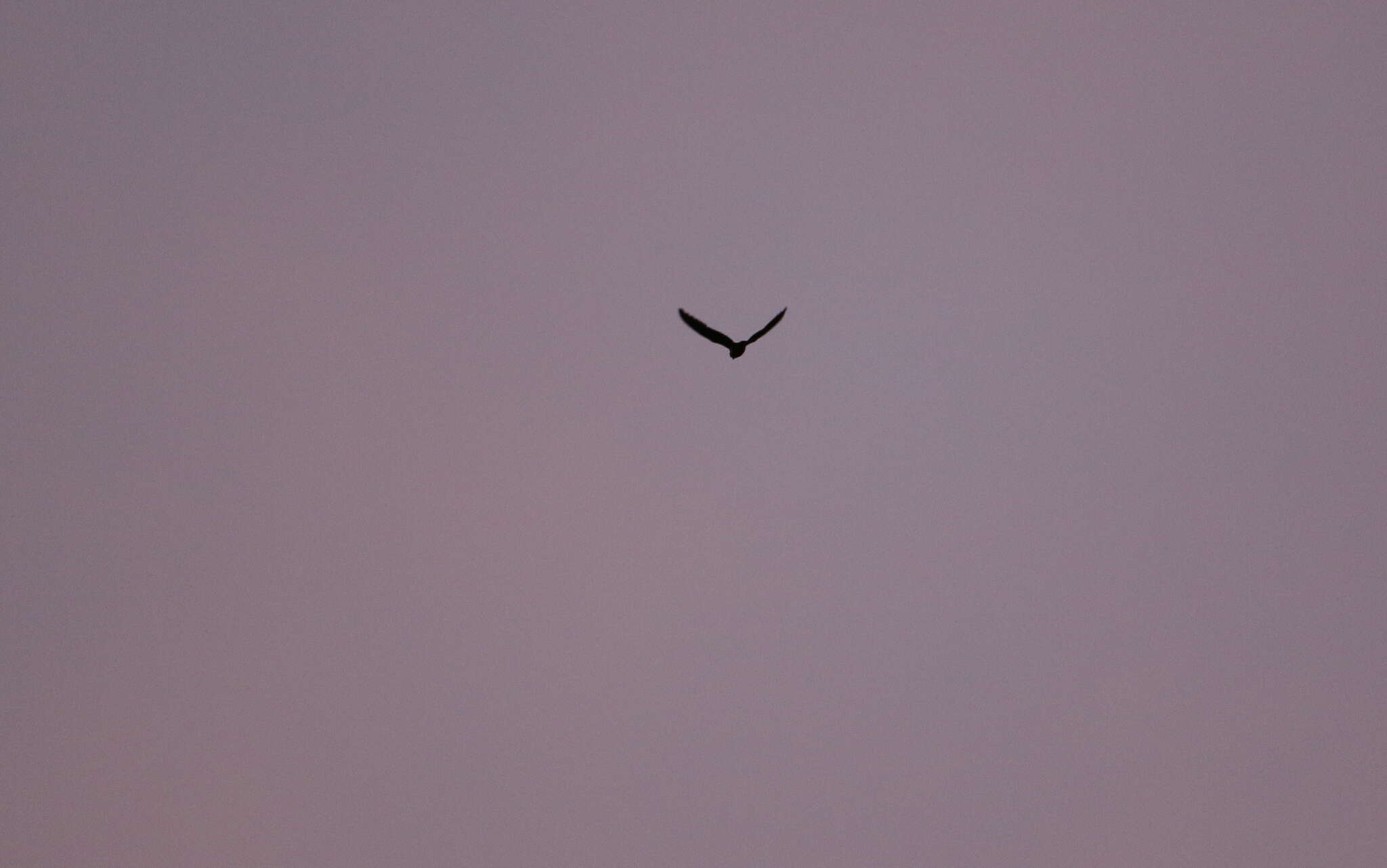 Image of Rufous-bellied Nighthawk