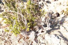 Image of saltwater bush