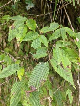 Слика од Carpinus rankanensis Hayata