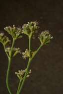 صورة Eriogonum elatum var. villosum Jeps.