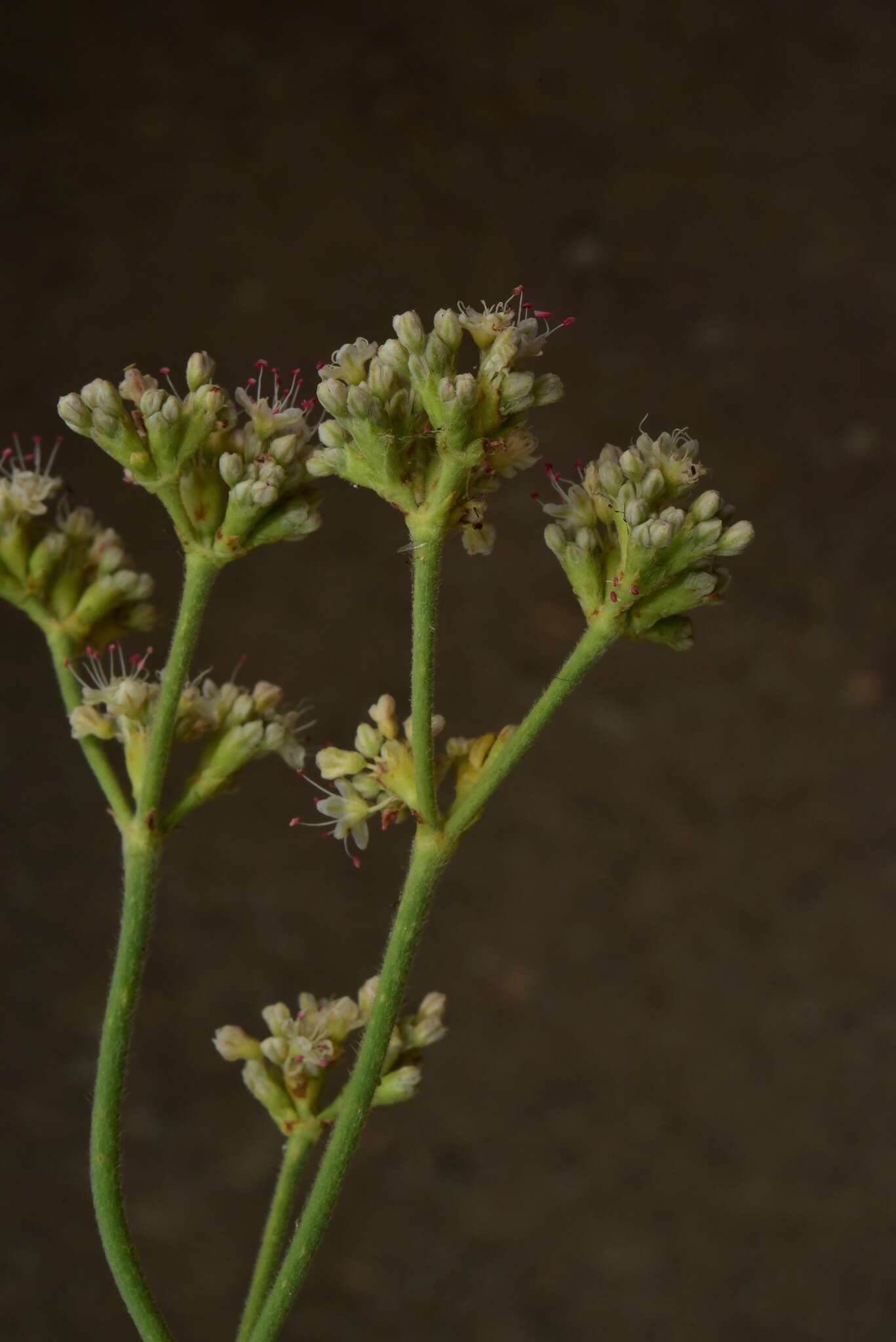 صورة Eriogonum elatum var. villosum Jeps.