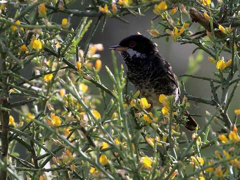 Image of Cyprus Warbler