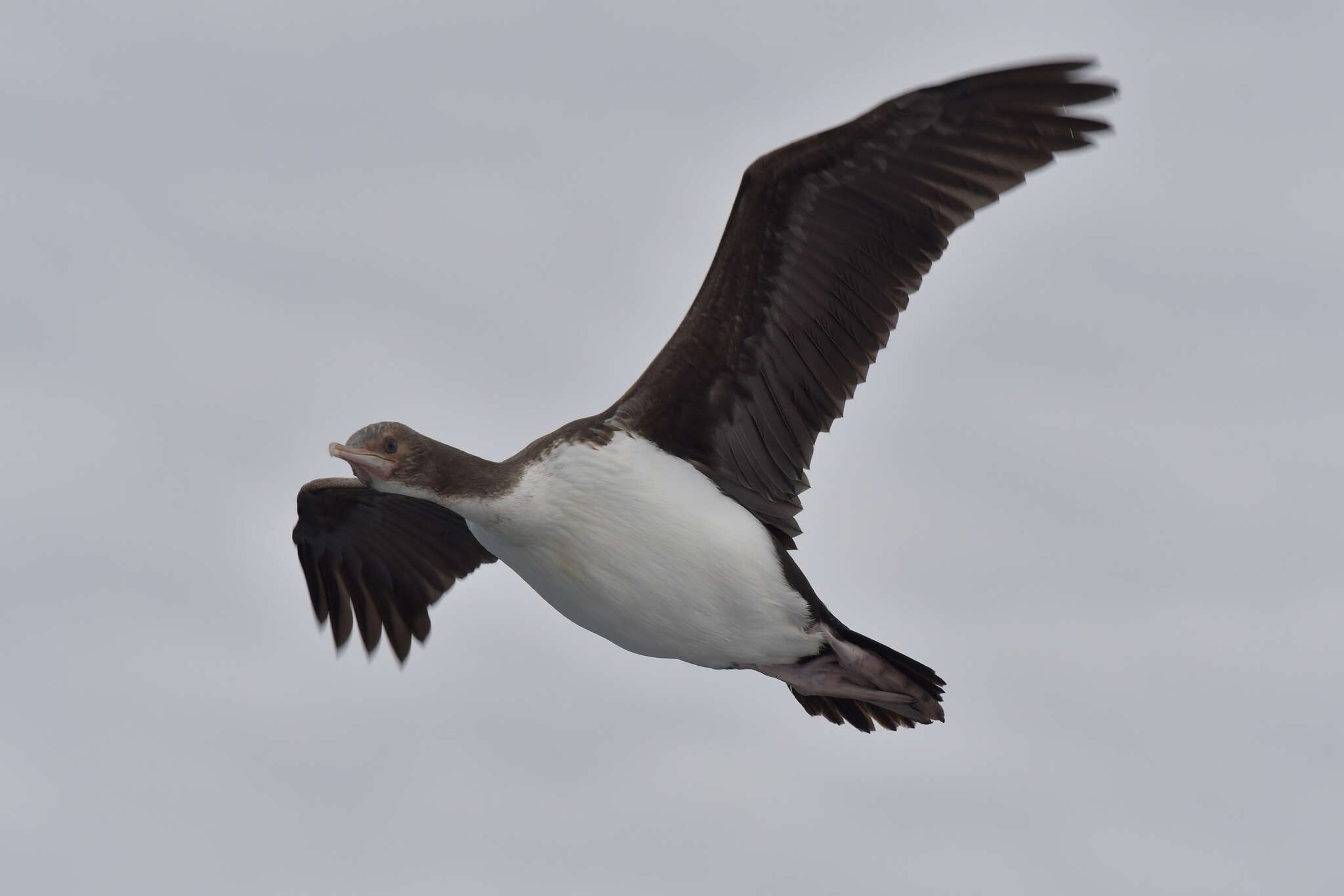 Image of Bounty Shag