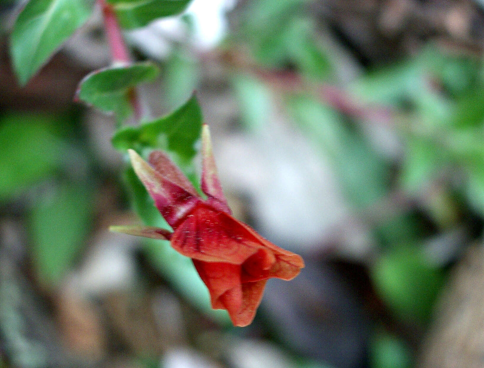 Oenothera epilobiifolia Kunth的圖片