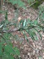 Image of Bouteille's fellhanera lichen