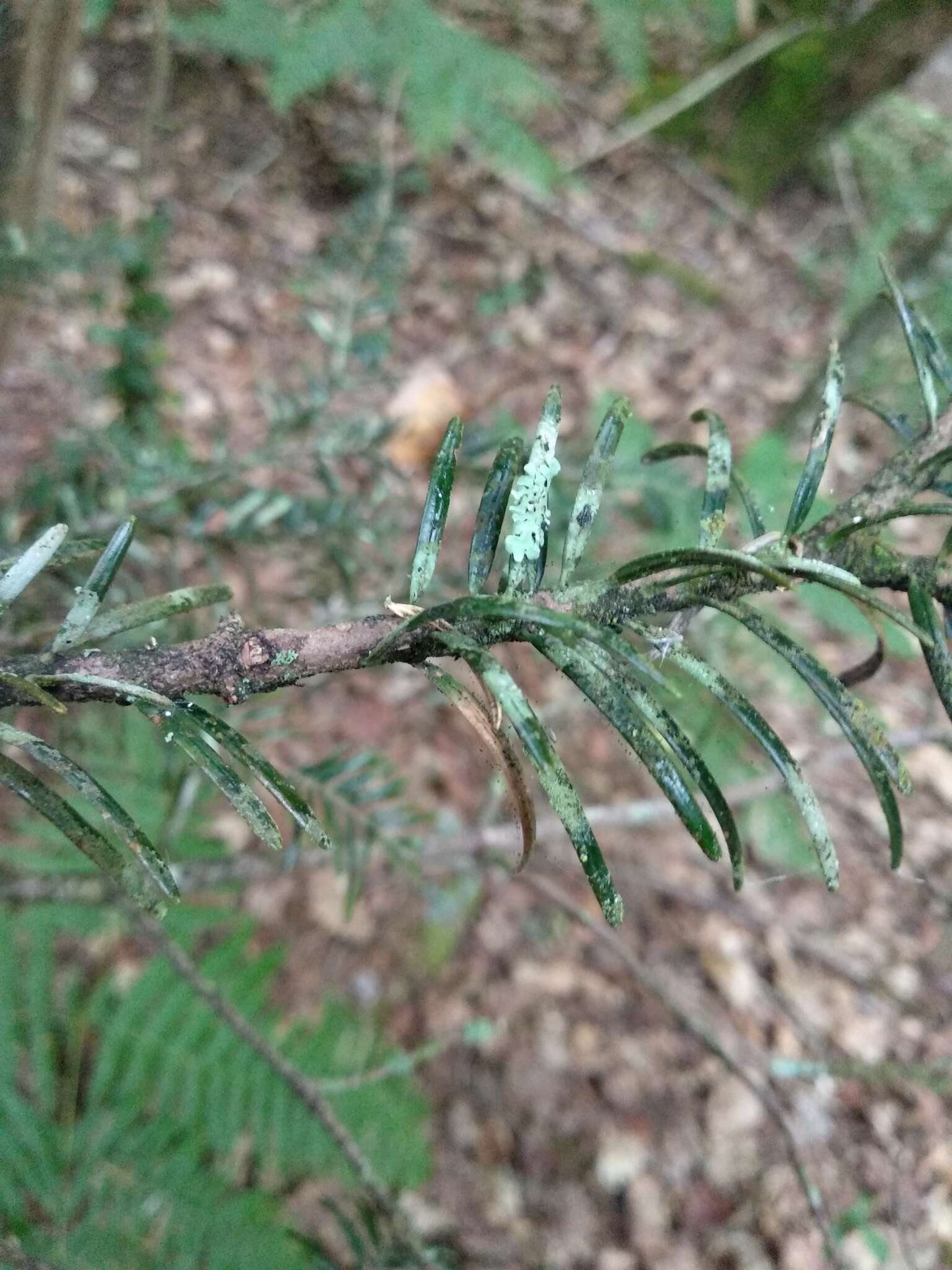 Plancia ëd Fellhanera bouteillei (Desm.) Vezda