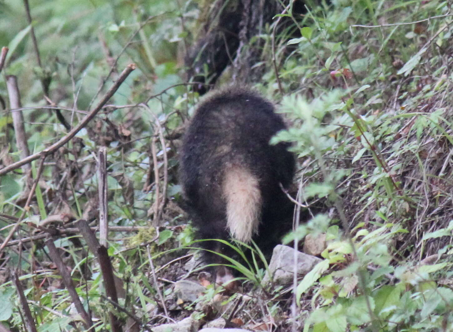 Image of Northern Hog Badger