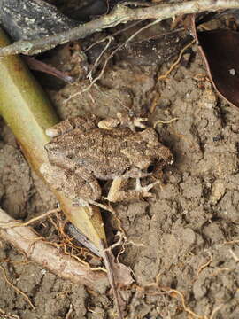 Image of Leptobrachella laui (Sung, Yang & Wang 2014)