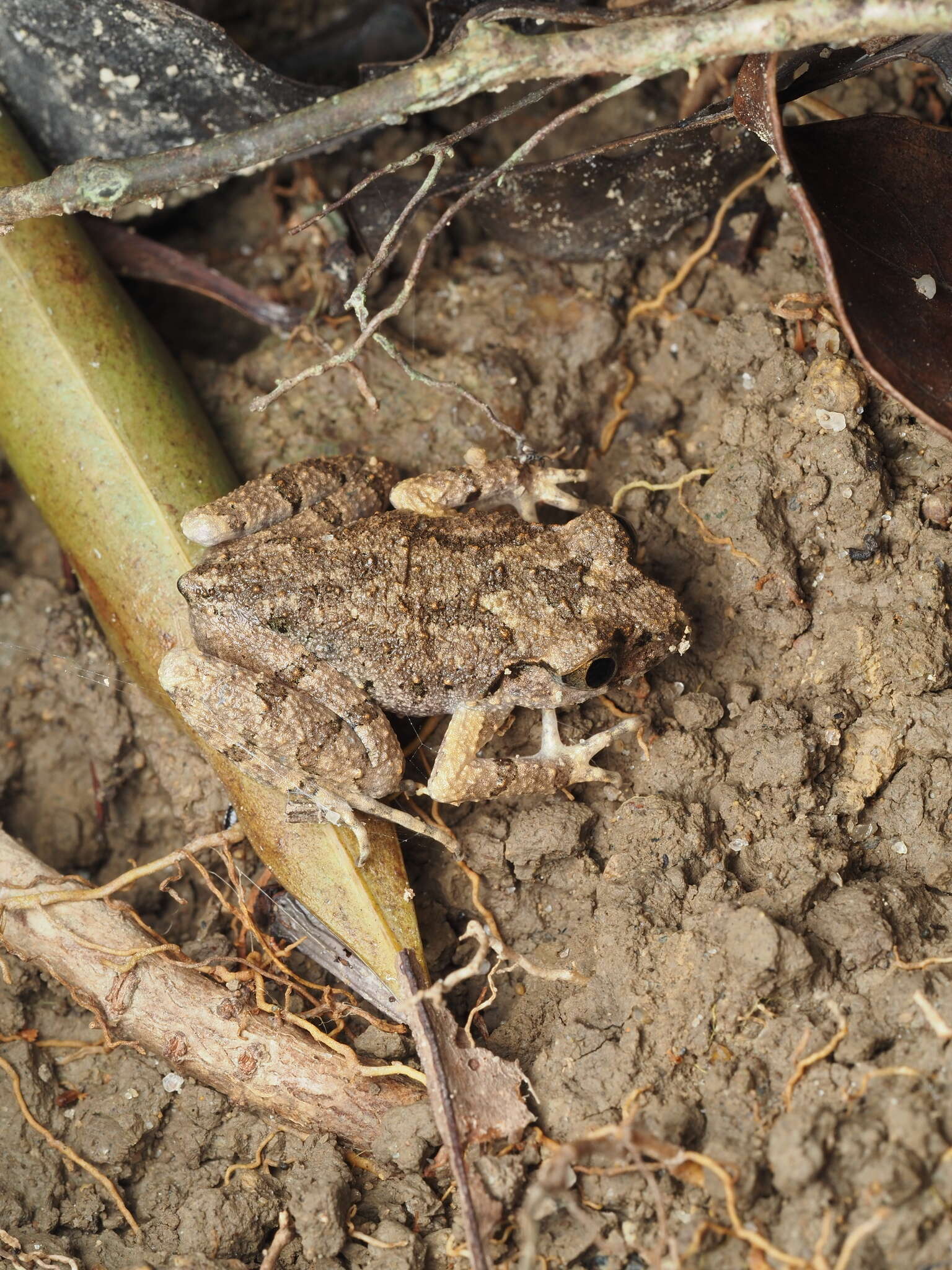 Image of Leptobrachella laui (Sung, Yang & Wang 2014)