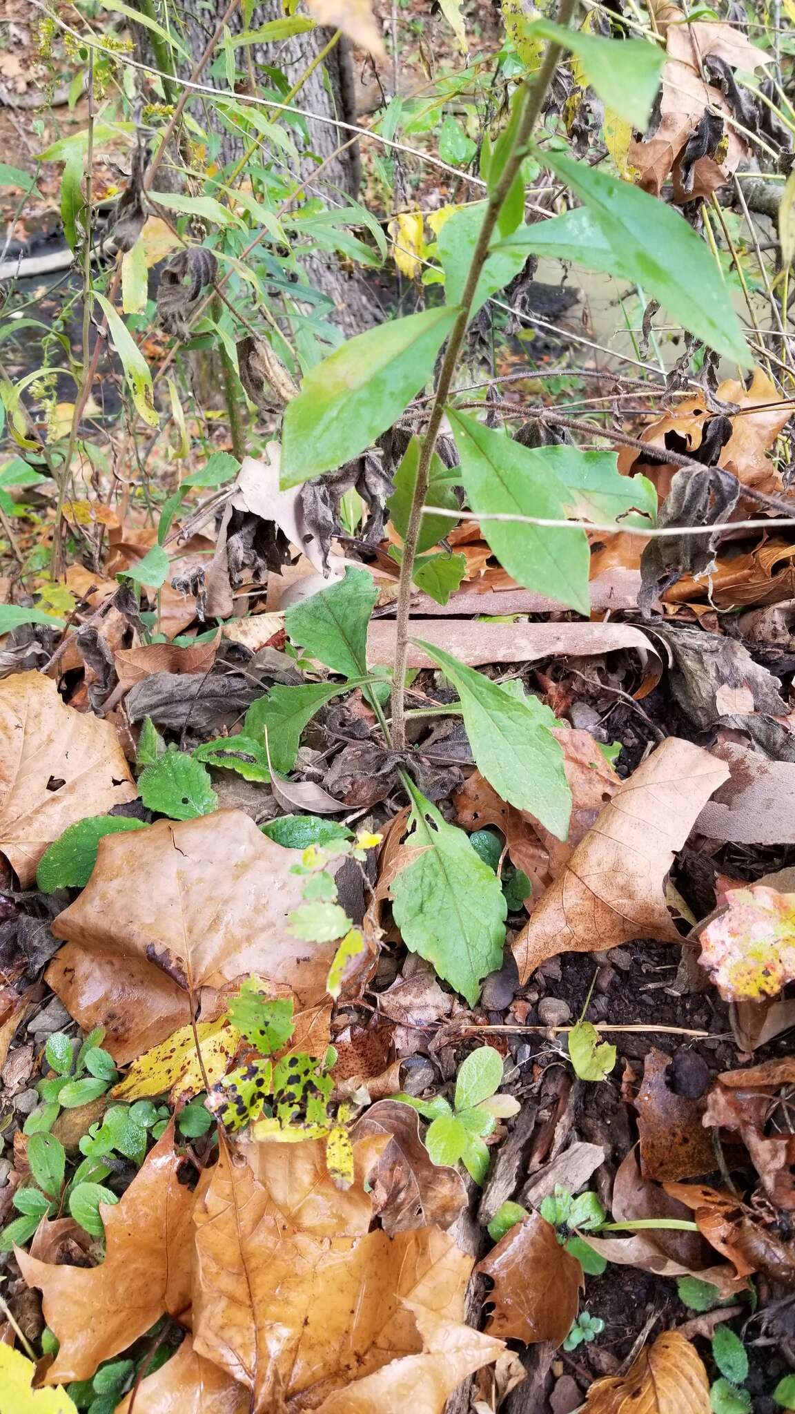 Imagem de Solidago hispida var. hispida