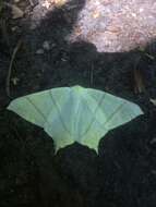 Image of swallow-tailed moth