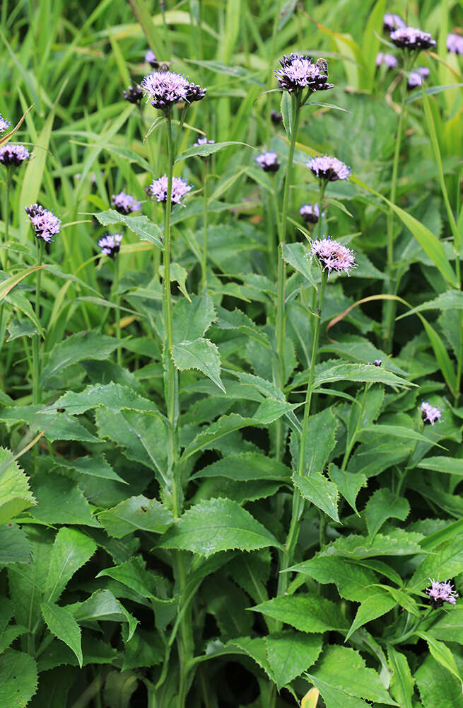 Image of Saussurea neoserrata Nakai