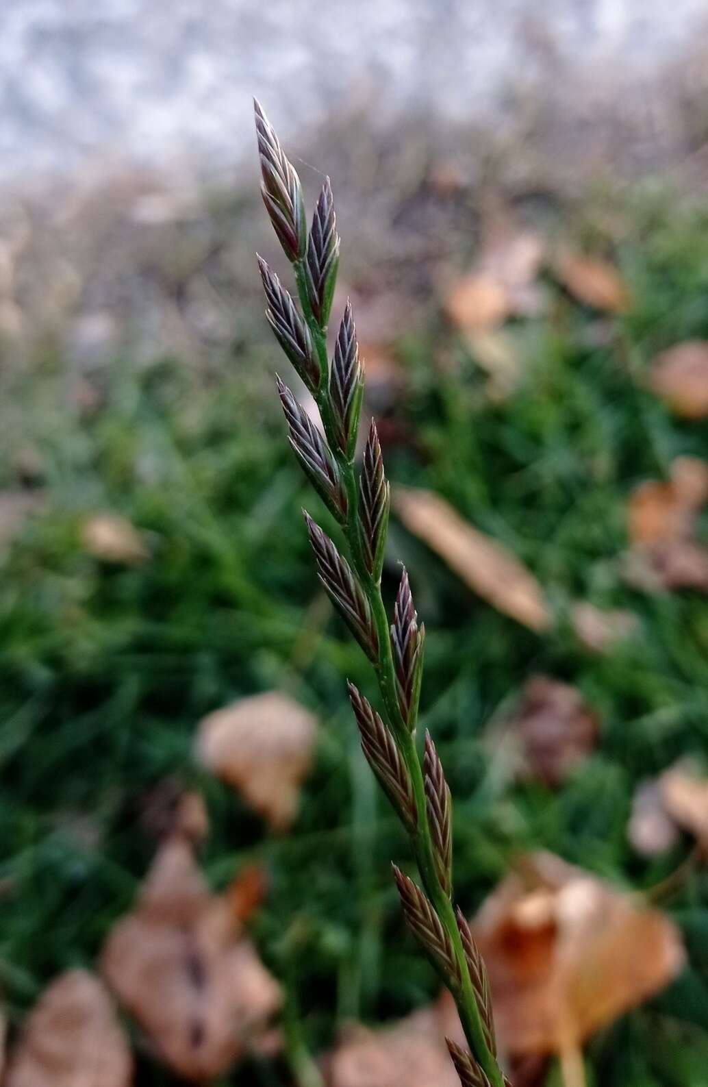 Image of Wimmera ryegrass