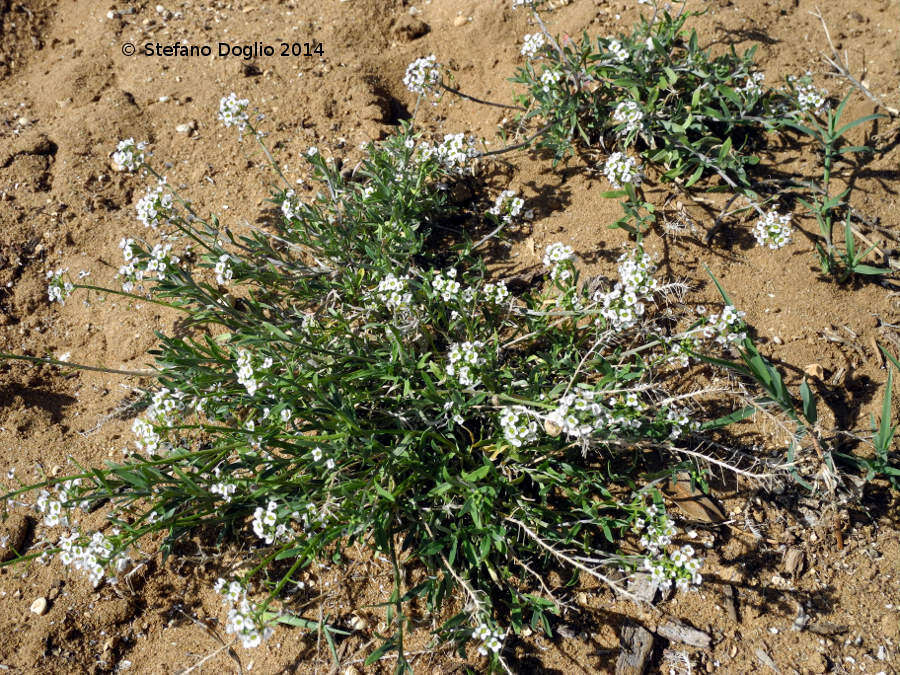 Image of lobularia