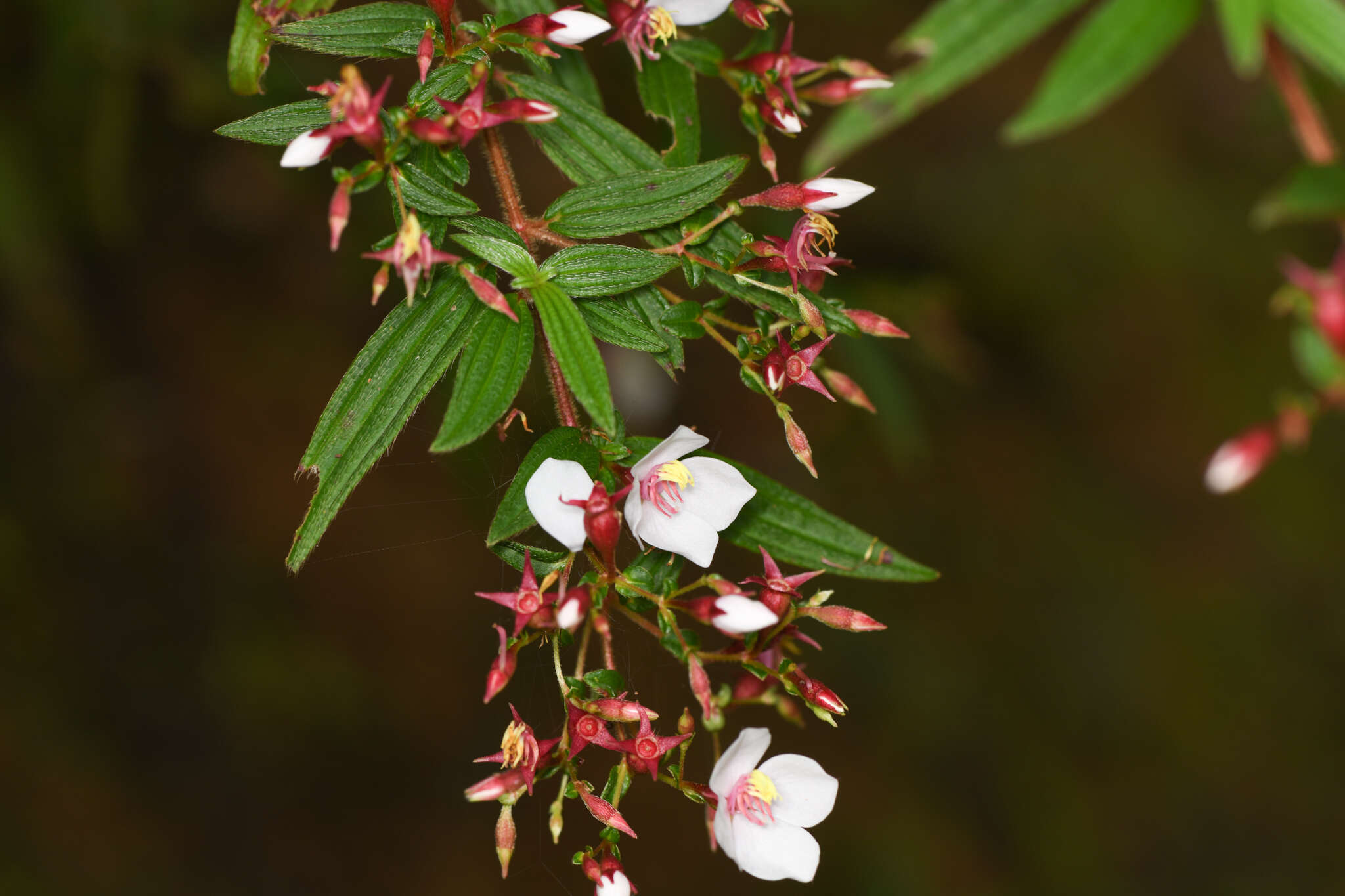 Imagem de Monochaetum floribundum (Schltdl.) Naud.