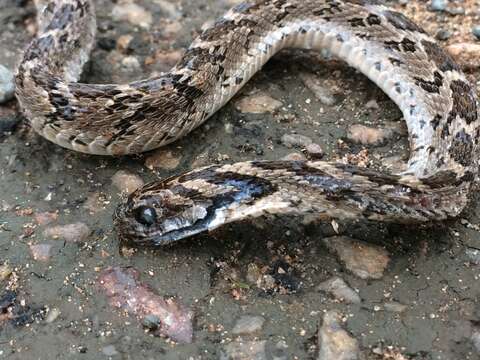 Plancia ëd Dasypeltis scabra scabra (Linnaeus 1758)