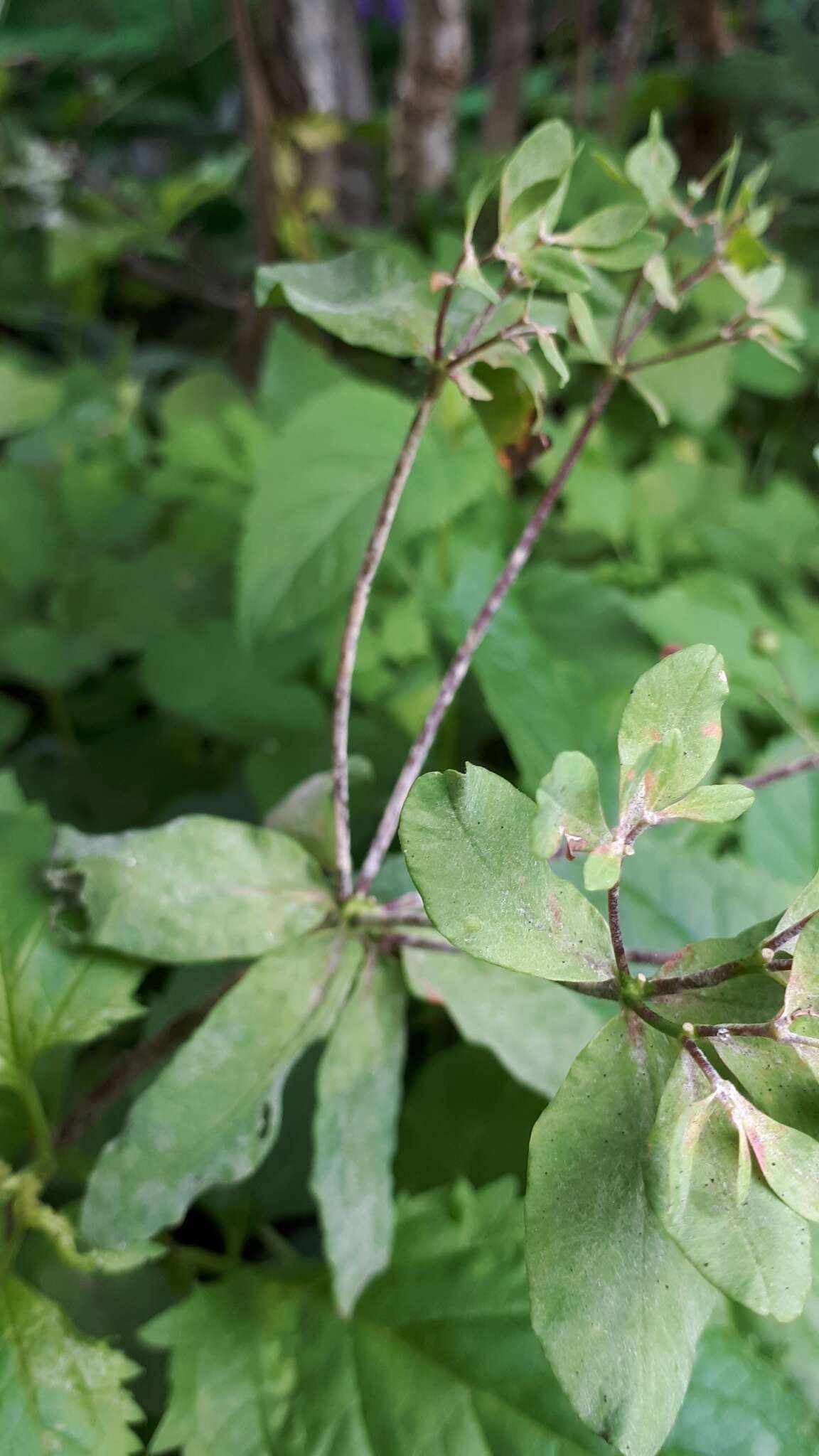 Podosphaera euphorbiae (Castagne) U. Braun & S. Takam. 2000的圖片