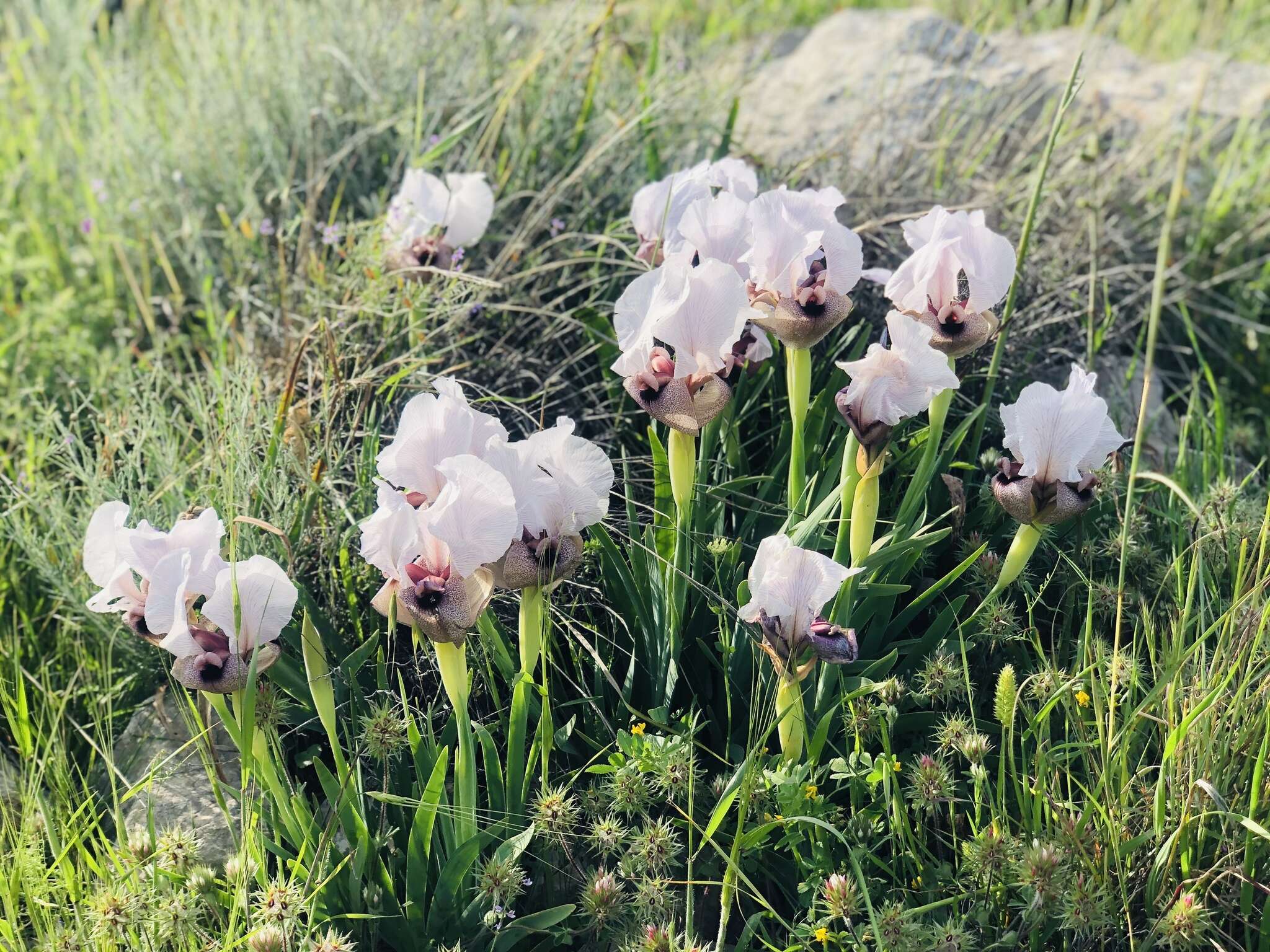 Image of Iris lortetii var. samariae (Dinsm.) Feinbrun