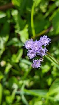 Image of Cape Sable whiteweed