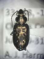 Bembidion (Ochthedromus) bifossulatum (Le Conte 1852)的圖片