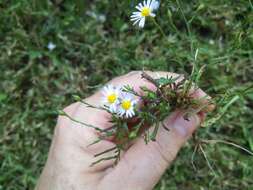 Image of Lawn American-Aster