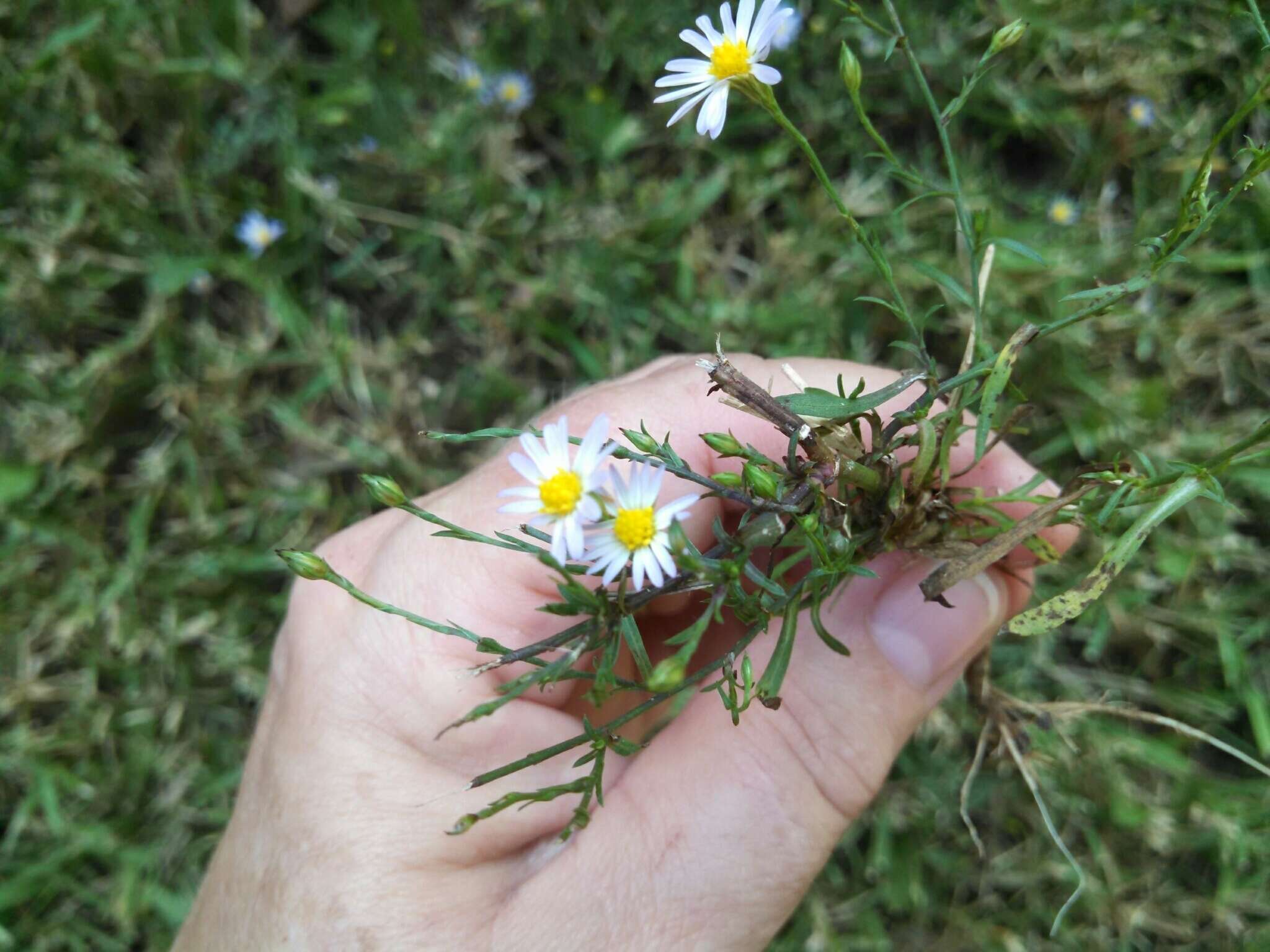 Image de Symphyotrichum subulatum var. ligulatum S. D. Sundberg