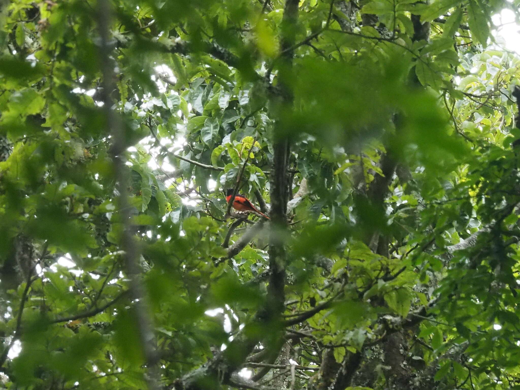 Image of Sunda Minivet