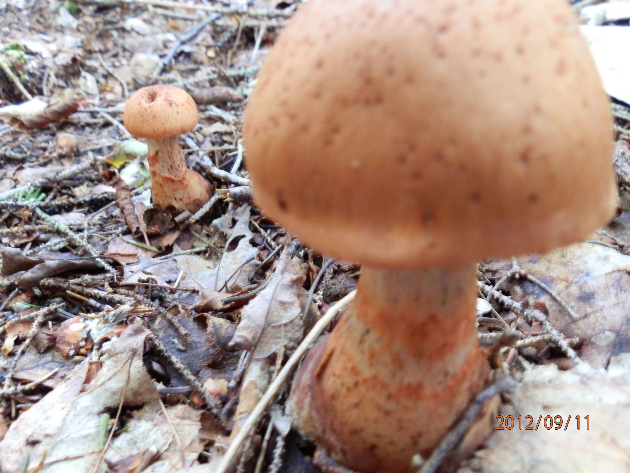 Image of Cortinarius armillatus (Fr.) Fr. 1838