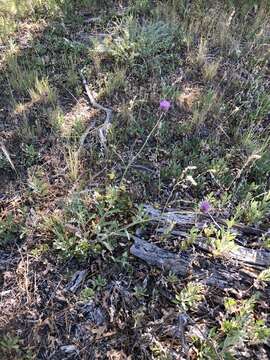 Image of cobwebby thistle