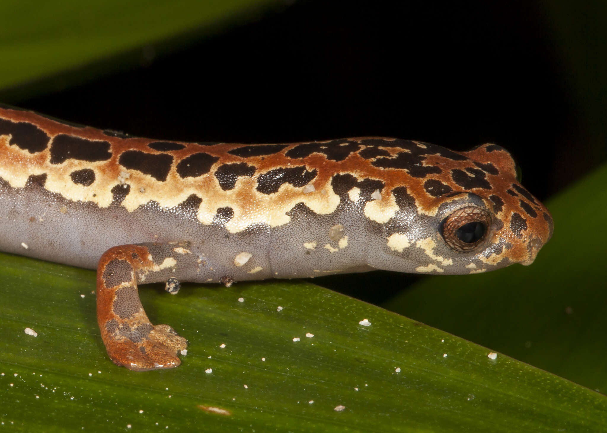 Image of Black-and-Gold Salamander