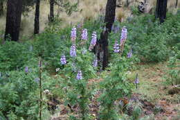 Image of elegant lupine