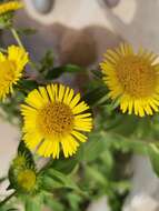 Image of Inula japonica Thunb.