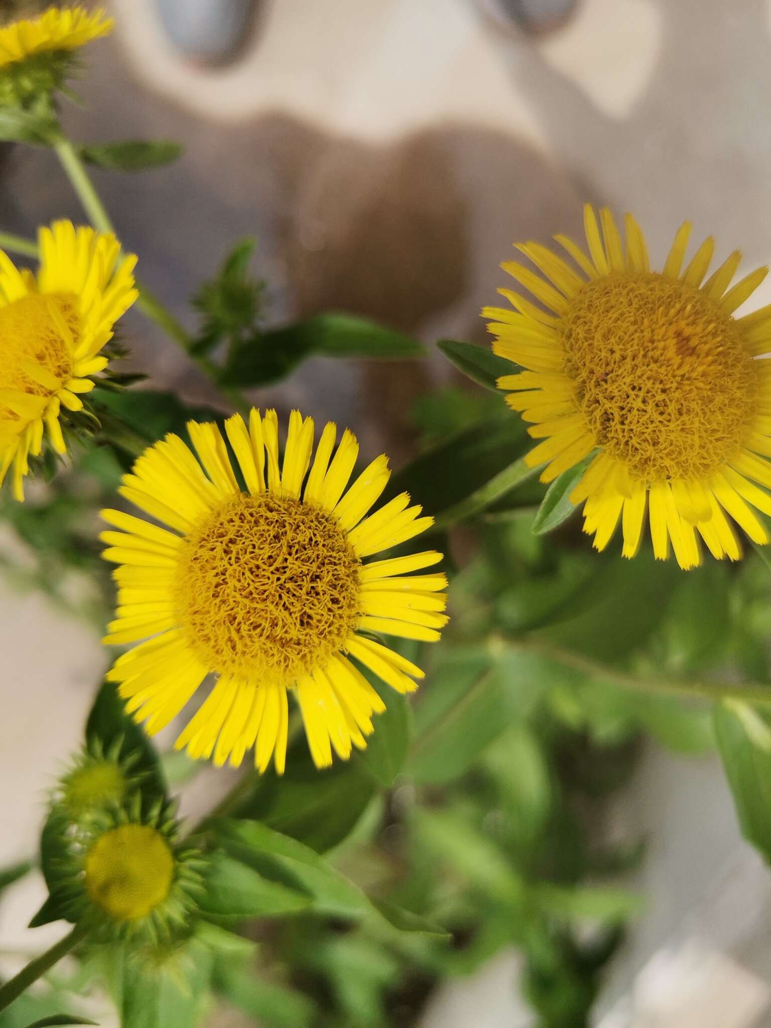 Imagem de Inula japonica Thunb.