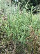 Image of lanceleaf ragweed