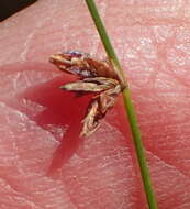 Image of Ficinia acuminata (Nees) Nees