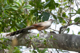 Image of Cuban Lizard-cuckoo