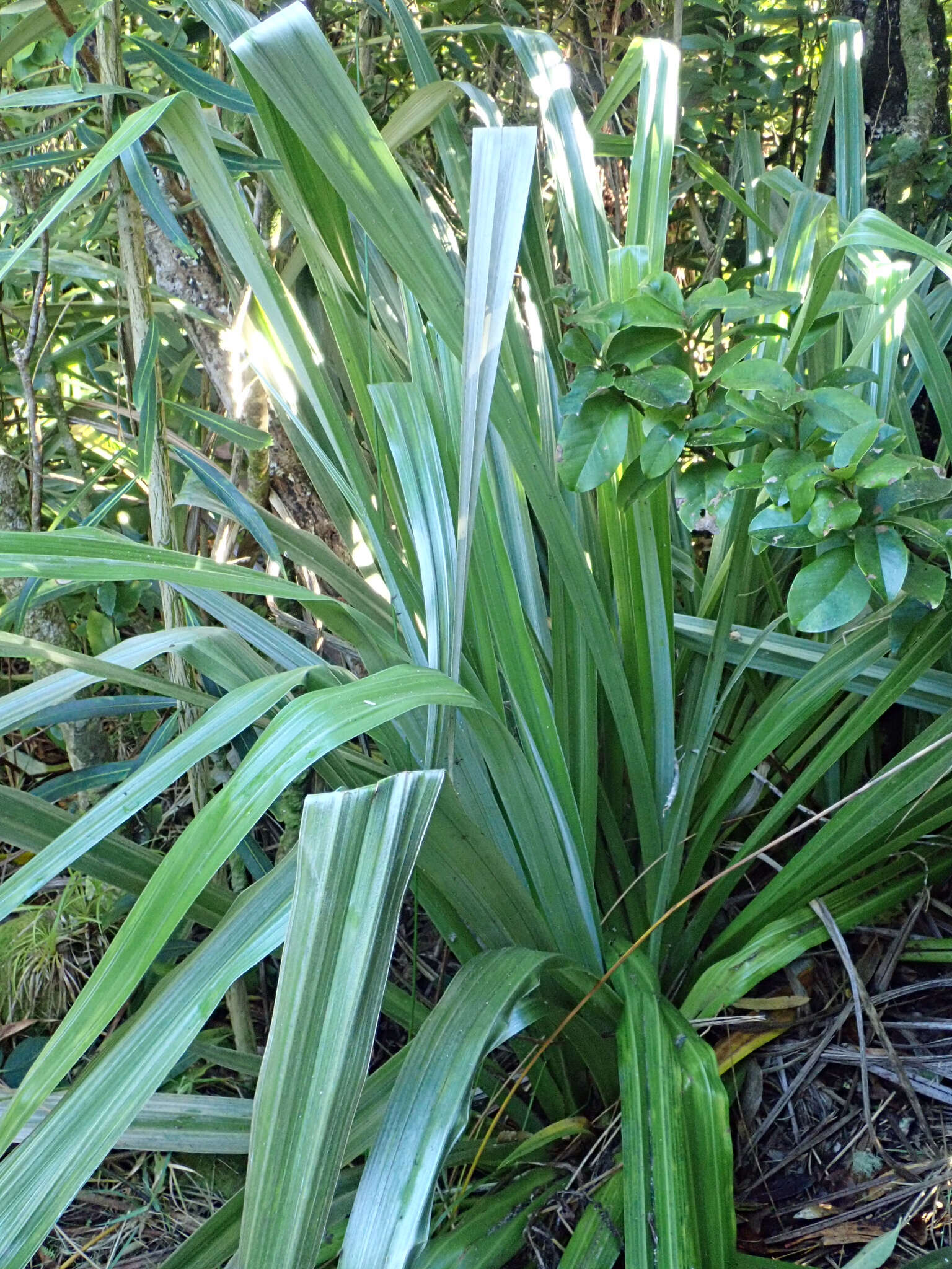 Astelia chathamica (Skottsb.) L. B. Moore resmi