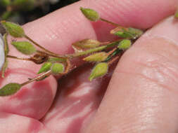 Image of Halimium umbellatum subsp. umbellatum