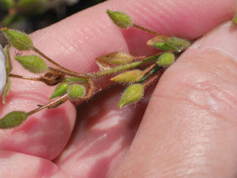 صورة Halimium umbellatum subsp. umbellatum