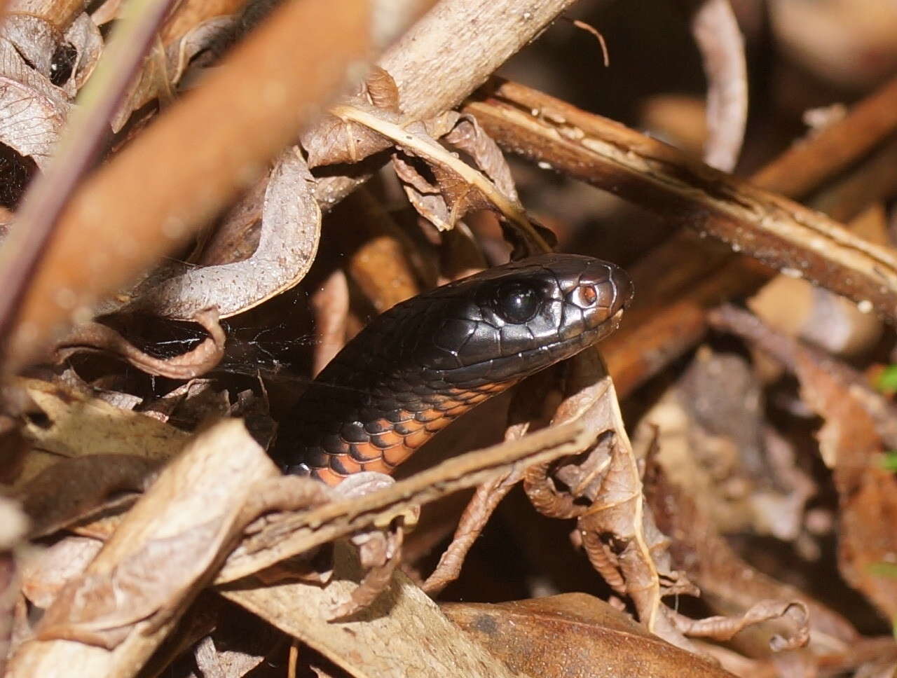 Слика од Pseudechis porphyriacus (Shaw 1794)