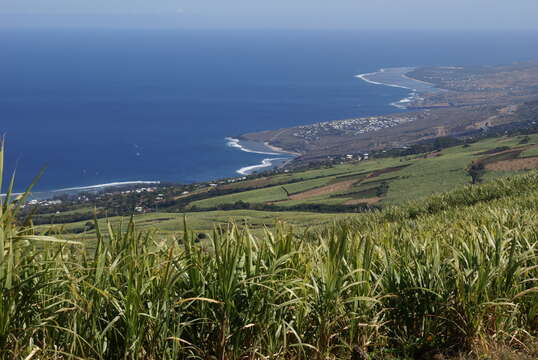 Image of sugarcane