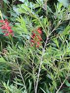 صورة Callistemon viminalis subsp. viminalis