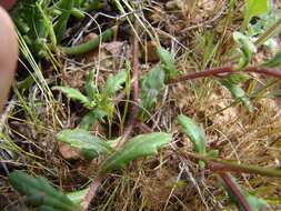 Imagem de Gorteria piloselloides (Cass.) Stångb. & Anderb.