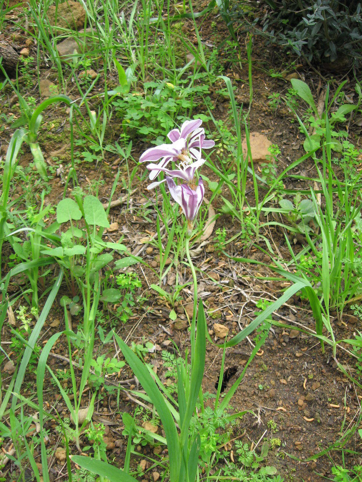 Image of Sparaxis grandiflora subsp. fimbriata (Lam.) Goldblatt