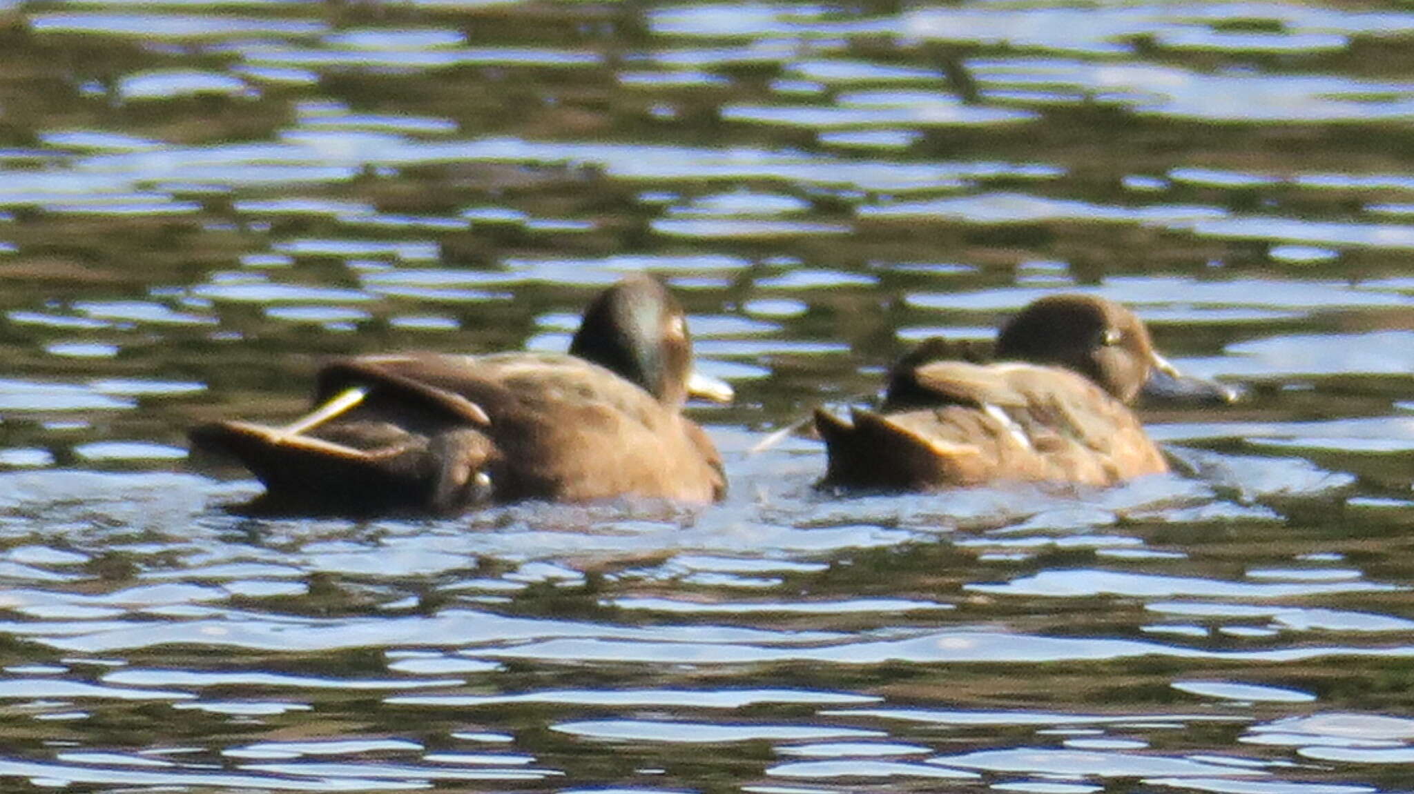 Image of Brown Teal