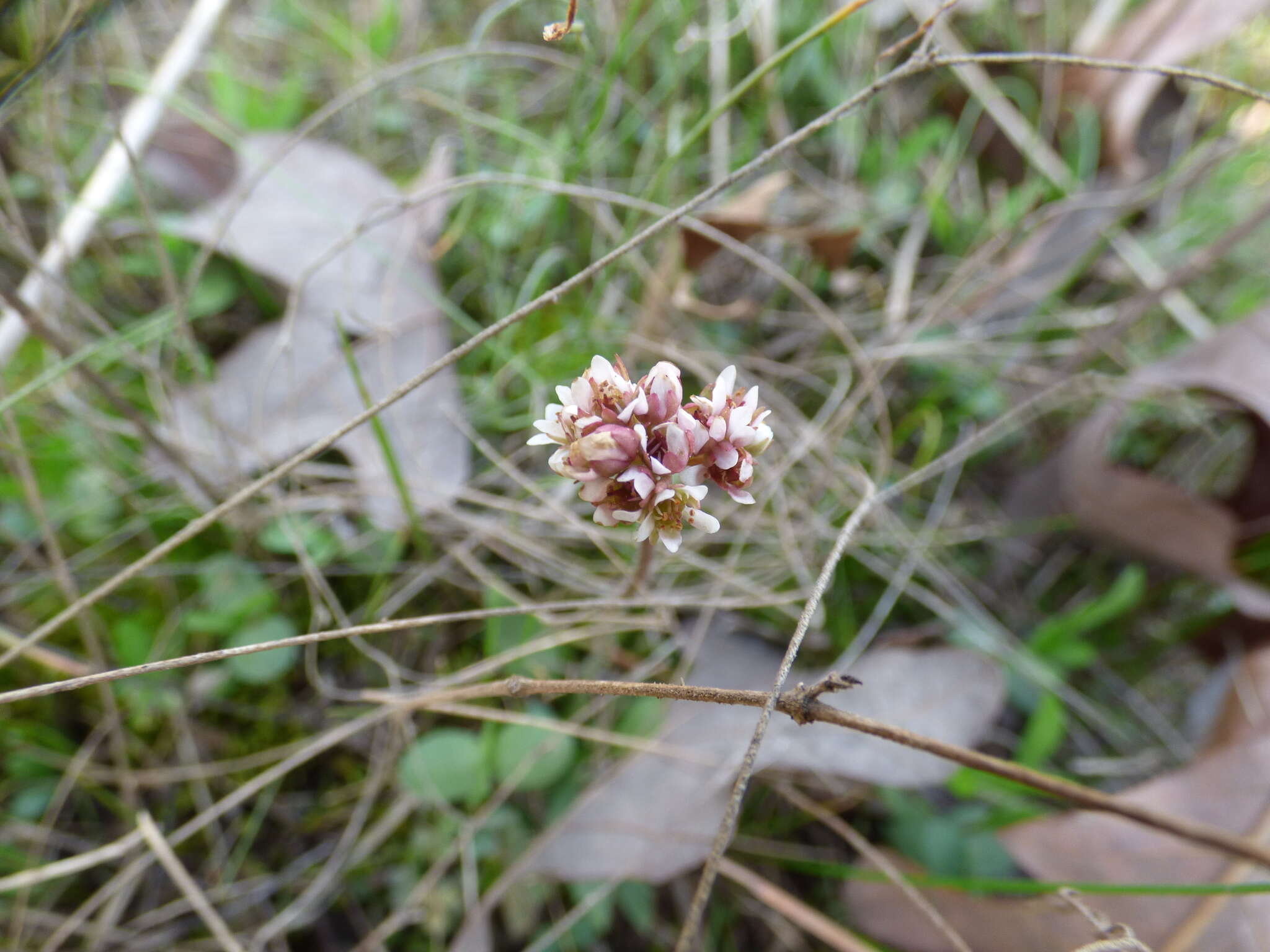 Plancia ëd Micranthes texana (Buckl.) Small