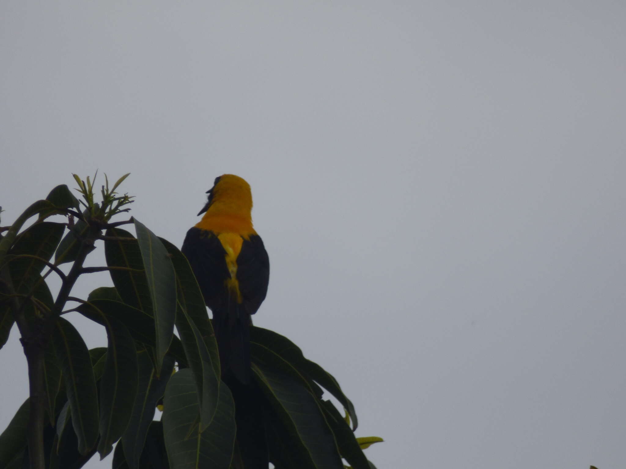 Image of Yellow-backed Oriole