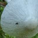 Plancia ëd Leucoagaricus sericifer (Locq.) Vellinga 2000