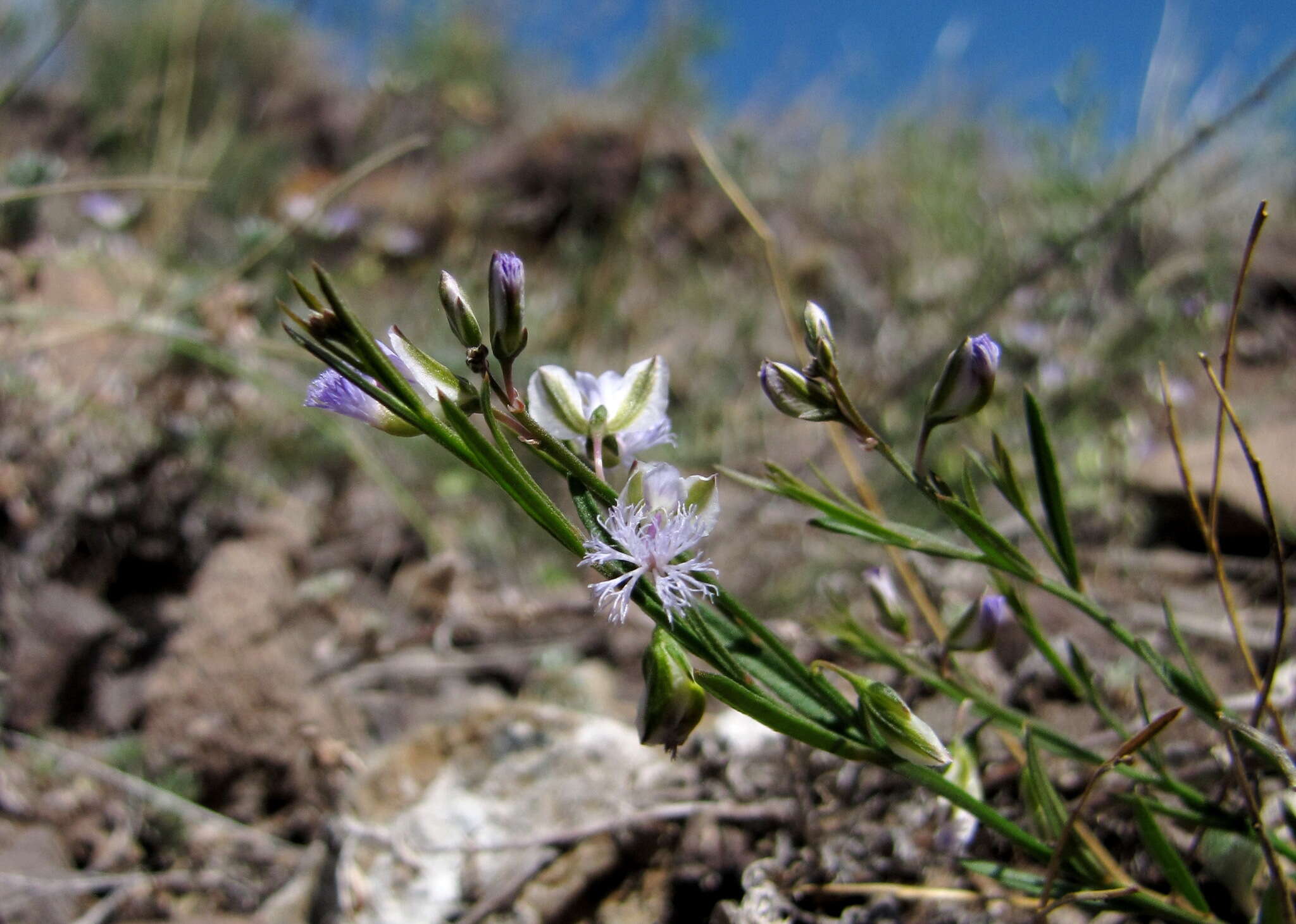 Image of Polygala tenuifolia Willd.